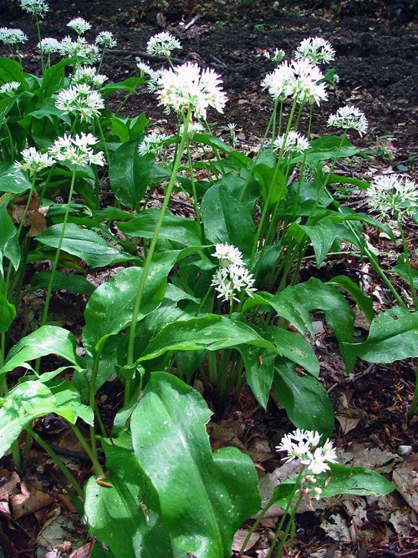 Allium ursinum / Aglio orsino